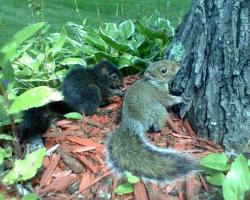 Black and Brown Baby Squirrels